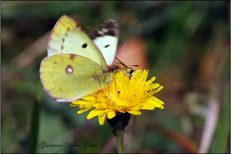 Colias palaeno  ?